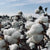Was du über Baumwolle wissen solltest - a simple story